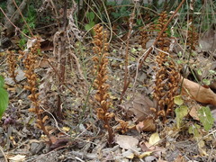 Orobanche hederae