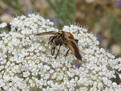 Galactomyia