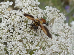 Galactomyia