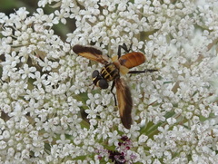 Galactomyia