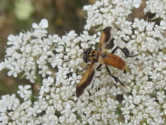 Galactomyia