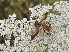 Galactomyia