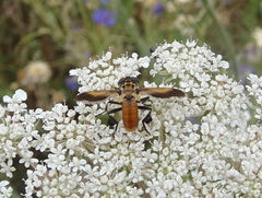 Galactomyia