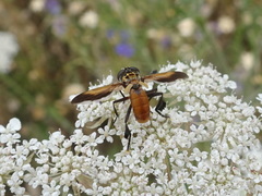 Galactomyia