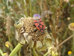 Spilostethus pandurus