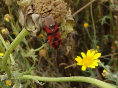 Spilostethus pandurus