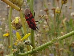 Spilostethus pandurus