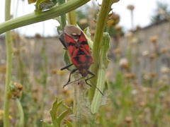 Spilostethus pandurus