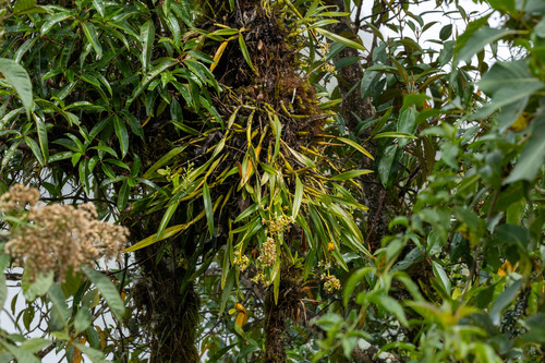 Prosthechea tigrina, photograph 5