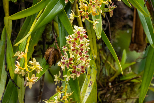 Prosthechea tigrina, photograph 6