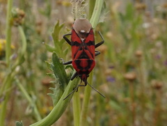 Spilostethus pandurus