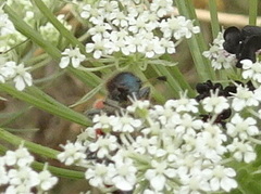 Trichodes apiarius