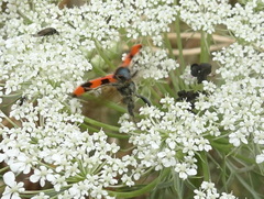 Trichodes apiarius
