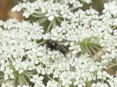 Oestroidea