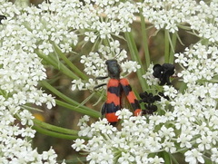 Trichodes apiarius
