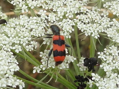 Trichodes apiarius