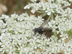 Oestroidea