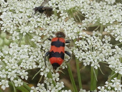 Trichodes apiarius