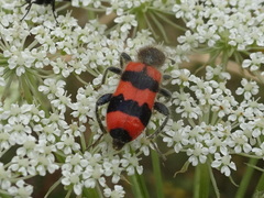 Trichodes apiarius