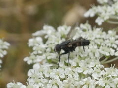 Oestroidea