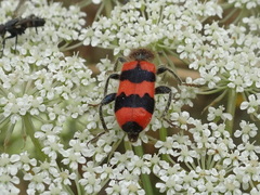 Trichodes apiarius