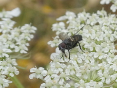 Oestroidea