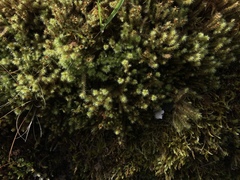 Breutelia chrysocoma