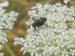 Oestroidea
