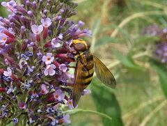 Volucella zonaria
