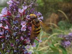 Volucella zonaria