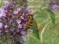 Volucella zonaria