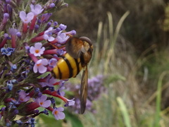 Volucella zonaria