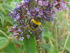 Bombus