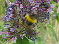 Bombus