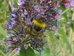 Bombus
