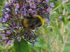 Bombus