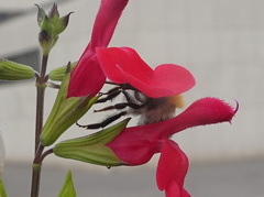 Bombus pascuorum