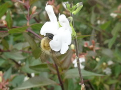 Bombus pascuorum
