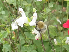 Bombus pascuorum