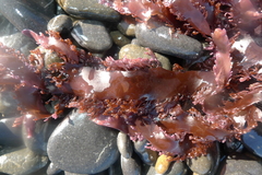 Gloioderma sparlingiae