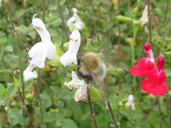 Bombus pascuorum