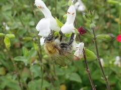 Bombus pascuorum