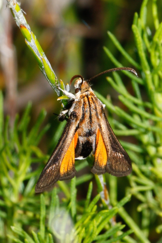 Austrosetia semirufa