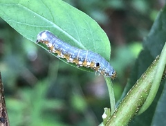 Camptozada mirabilis
