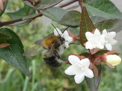 Anthophila