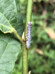 Camptozada mirabilis