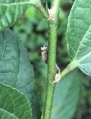 Camptozada mirabilis