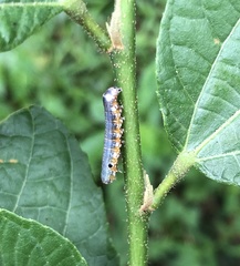 Camptozada mirabilis