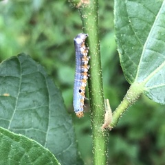 Camptozada mirabilis