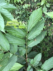 Camptozada mirabilis